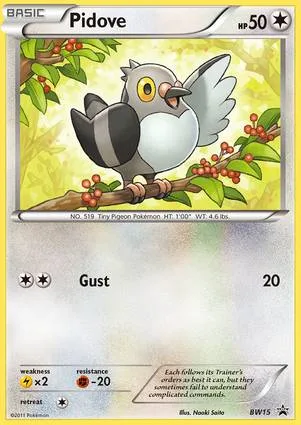 豆豆鸽